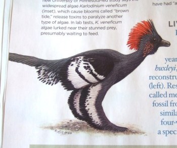 Dinosaur bird Dinosaur bird