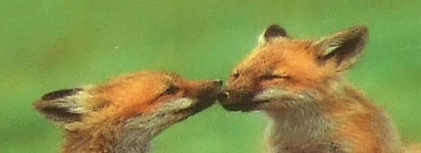 little foxes