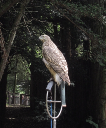 Tethered bird of prey